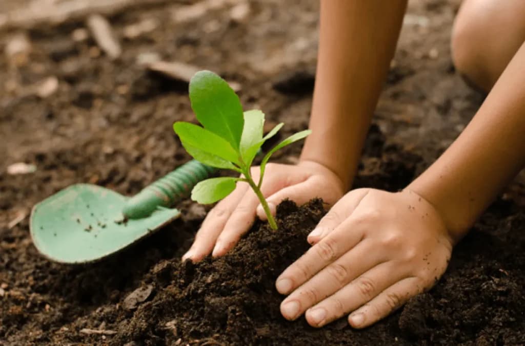 Tree plantation drives